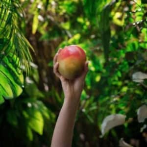 Mango Trees-Several varieties available