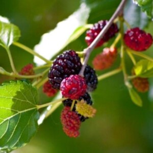 Dwarf Everbearing Mulberry
