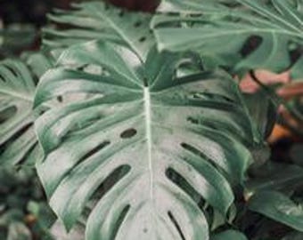 Monstera Deliciosa LIVE PLANT | 3 gallon