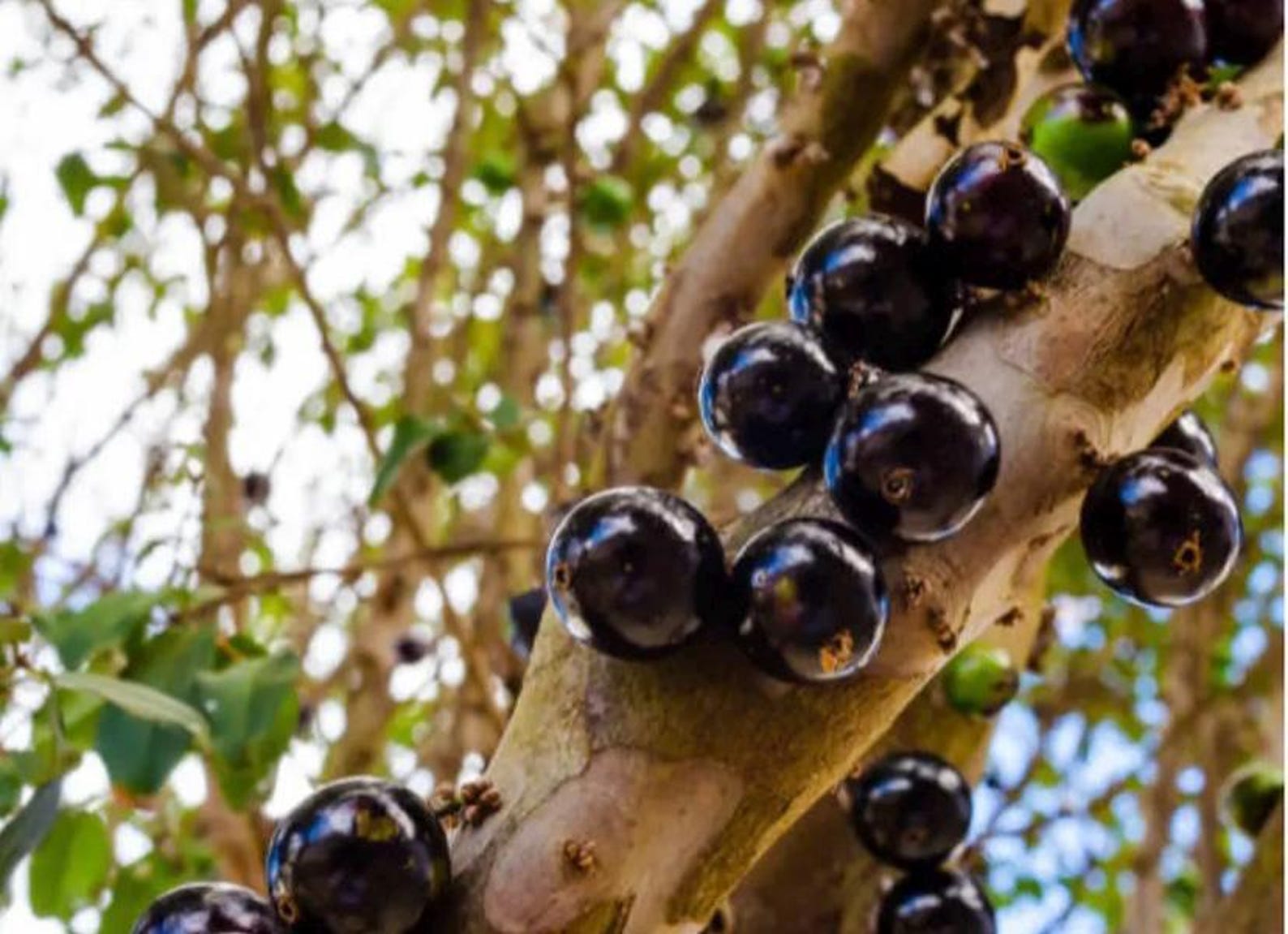 Sabara Jaboticaba Tree| Brazilian Grape Tree| 1 Gallon - Etsy