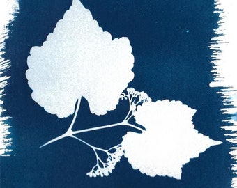 Wild muscadine leaves cyanotype print, 5x7