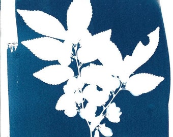 Chinese Elm leaves cyanotype print