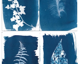 Set of botanical cyanotype prints, assorted 5 x 7 prints