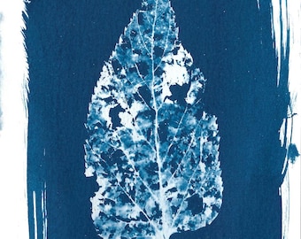 Leaf skeleton cyanotype print, 5x7