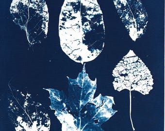 Leaf skeletons cyanotype prints, original botanical prints of decaying leaves 8x10