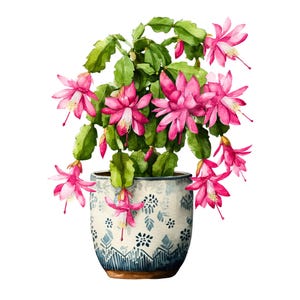 Könnte beinhalten: Aquarell-Illustration eines Weihnachtskaktus in einem dekorativen Topf mit blau-weißem Muster. Die Pflanze hat leuchtend rosa Blüten und grüne Blätter vor weißem Hintergrund. Der Topf hat ein geometrisches Design.