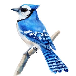 8 Blue-Jay bird clipart, Watercolor birds, Printable Clipart, High Quality JPG, Digital Download, Journal Art, Wall Art, bird Clipart
