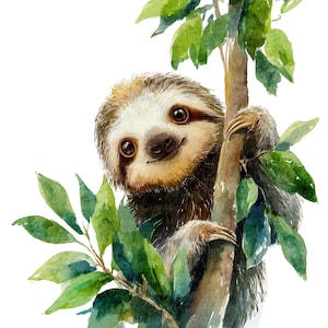 Può includere: Illustrazione ad acquerello di un bradipo sorridente aggrappato a un ramo d'albero. Il bradipo ha una pelliccia marrone e bianca con grandi occhi scuri. Foglie verdi circondano il bradipo e il ramo, su sfondo bianco.
