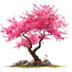 Puede incluir: Pintura a la acuarela de un cerezo en flor. El árbol presenta un tronco y ramas de color marrón oscuro, con vibrantes flores rosas. Rocas grises y hierba verde se encuentran en la base del árbol sobre un fondo blanco.