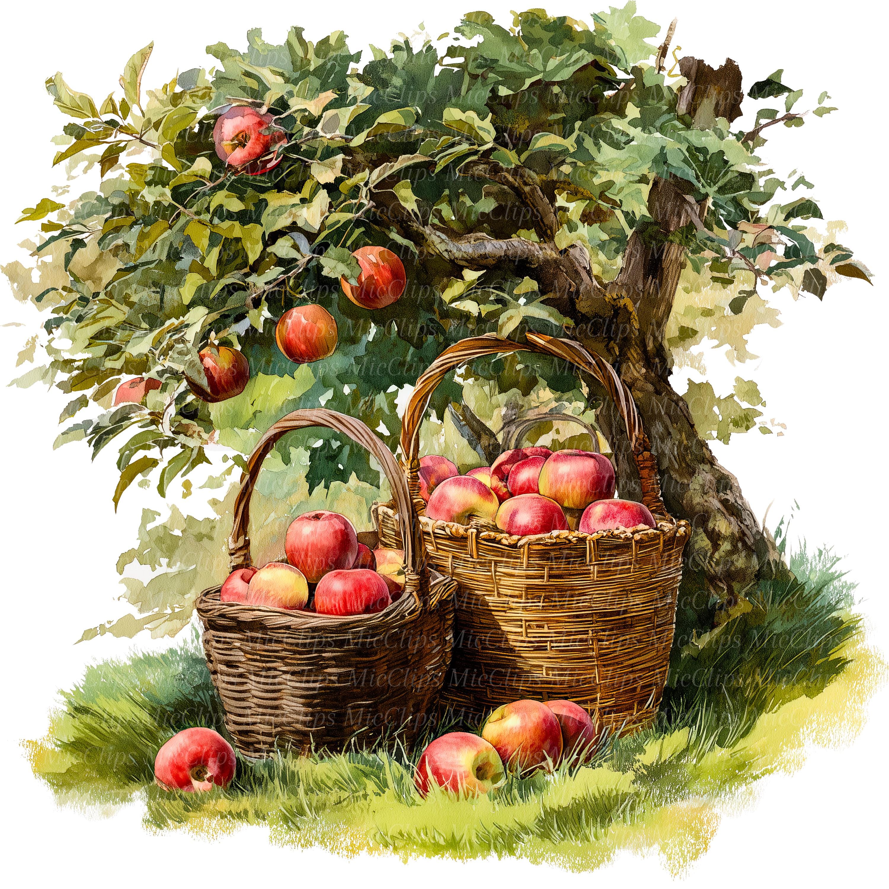 Picking Apples Postcard - Etsy