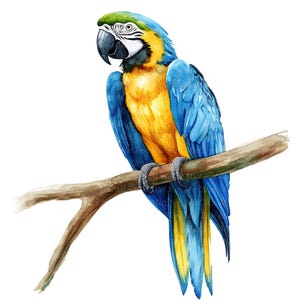 Puede incluir: Pintura a la acuarela de un guacamayo azul y dorado posado en una rama marrón. El ave tiene la cabeza verde, un pico negro y plumas detalladas. La obra de arte está sobre un fondo blanco, resaltando los colores vibrantes y los intrincados detalles del loro.