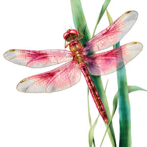 Könnte beinhalten: Detaillierte Illustration einer Libelle mit rosa und weißen Flügeln, die auf grünen Grashalmen sitzt. Der Körper der Libelle ist ein Farbverlauf aus Rot und Gold mit komplizierten Flügelmustern. Das Kunstwerk ist vor einem weißen Hintergrund.