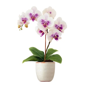 8 orkidéer Clipart, akvarell orkidéer väggkonst i kruka, vårblommor, högkvalitativa PNG-bilder, digital nedladdning, pappershantverk, skräpjournal