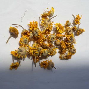 Dyer&#39;s Chamomile Flowers | Yellow Dried Raw Cota tinctoria Flowerheads for Natural Plant Dyeing, Steam Dyeing, Ecoprinting, Bundle Dyeing