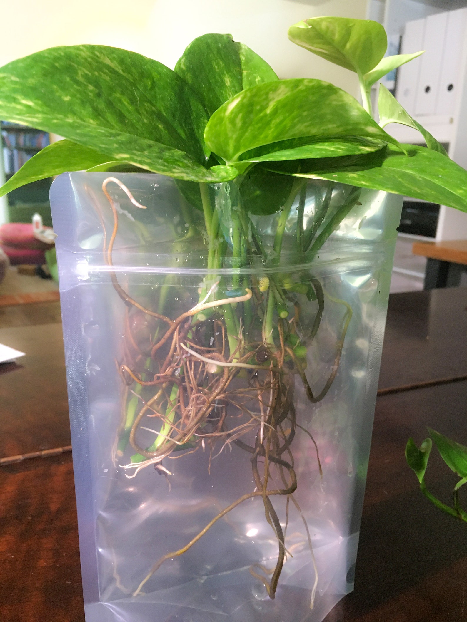 Epipremnum Aureum For Sale