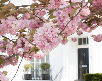 London Photography, London in Bloom, Cherry Blossom Season, London in the Spring