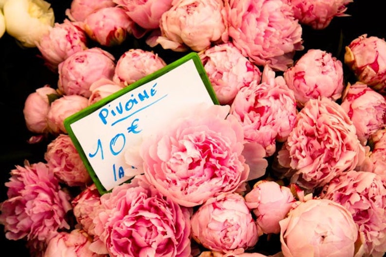 Nature Photography, French Market, Fragrant Pink Peonies in Southern France, Flower Decor, Baby Pink, Summer in Paris, Bathroom decor image 1