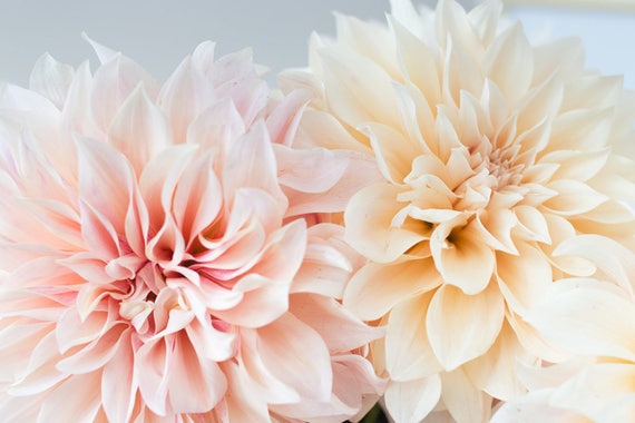 dahlia cafe au lait