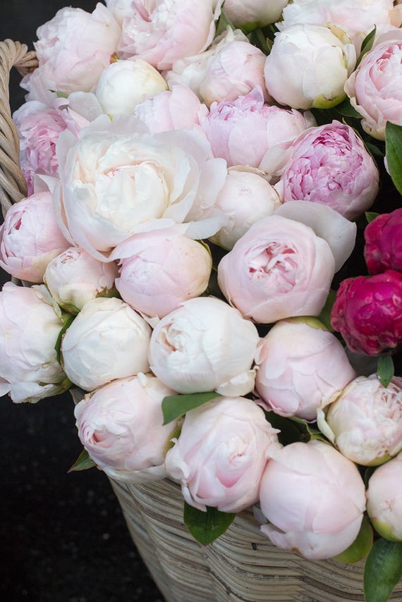 Paris Photography Paris Pink Peonies French Market Parisian Etsy