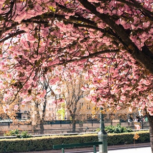 May include: A park bench sits beneath a canopy of pink cherry blossom trees in full bloom. The trees are in the foreground, with a city street and buildings in the background.