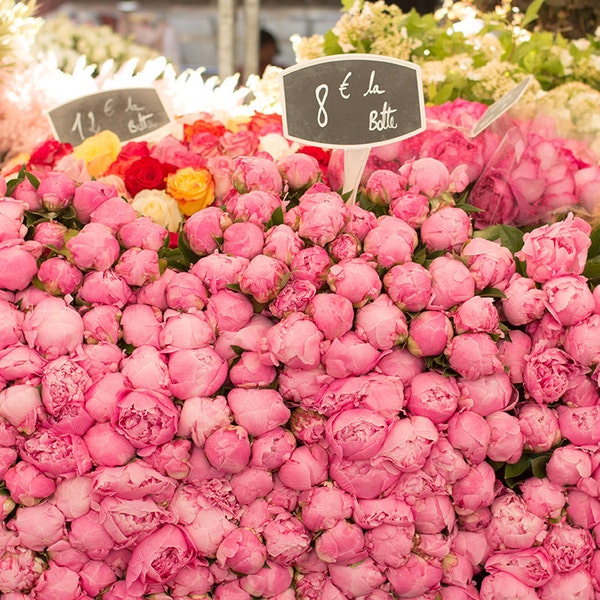 Nature Photograph, Bright Pink Peonies, Summer in Paris, French Wall Decor, Pink wall art, nature photo, office art, Paris Market