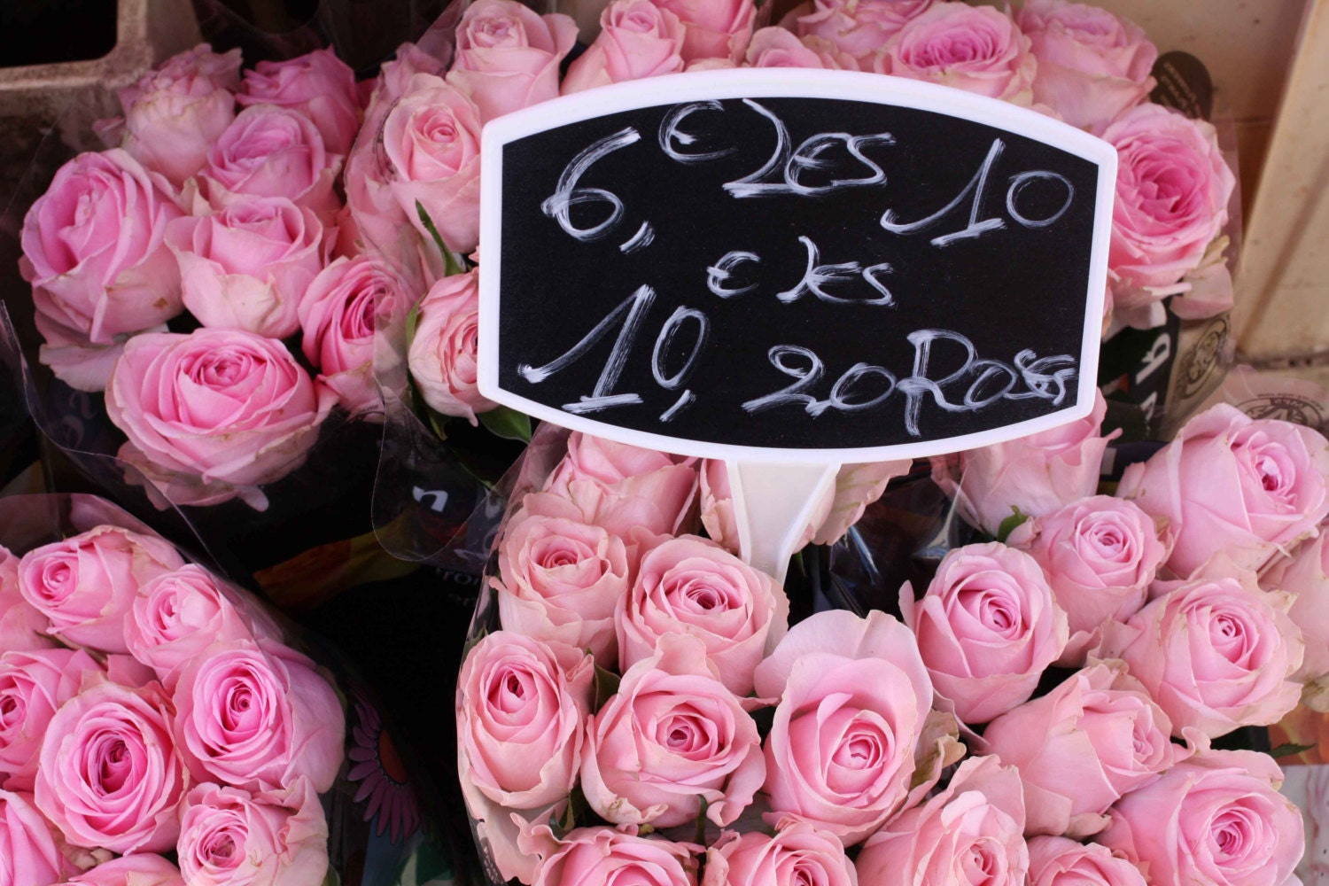 Paris Photography, Pink Paris Roses for Sale ,nature Photography