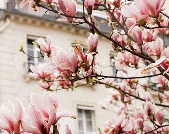 Paris Photography, Pink Magnolia Trees in Paris, Paris Home Decor, Paris in Bloom, Springtime in Paris, Pink Paris Wall Art, Blush Pink