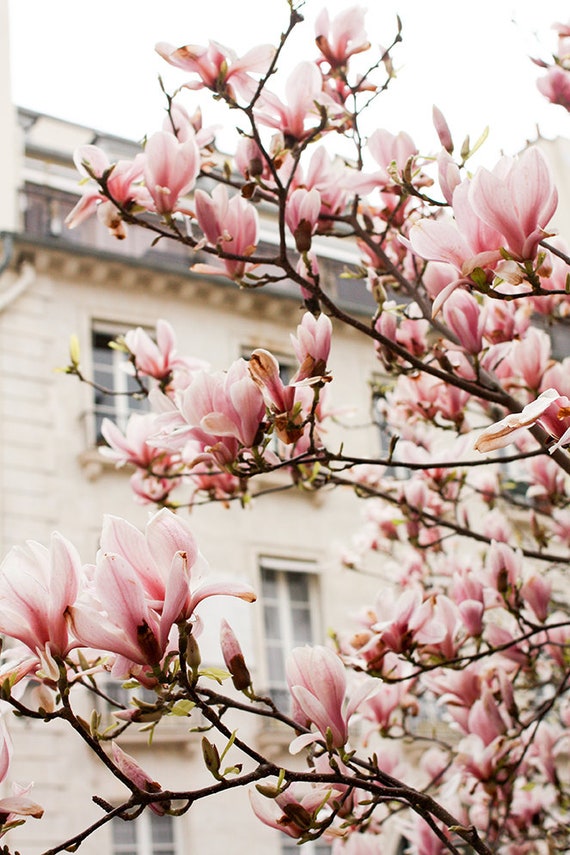 Paris Photography Pink Magnolia Trees in Paris Paris Home Decor Paris in Bloom Springtime in Paris Pink Paris Wall Art Blush Pink