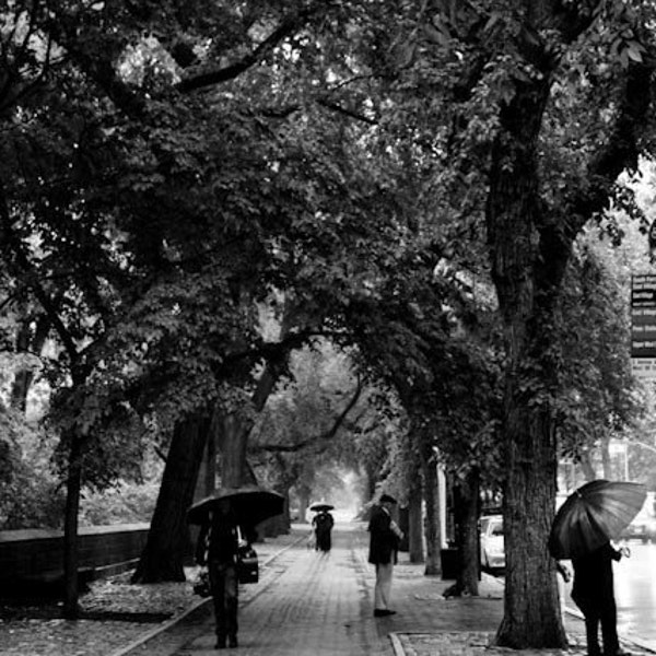 Rainy day in Central Park - New York City