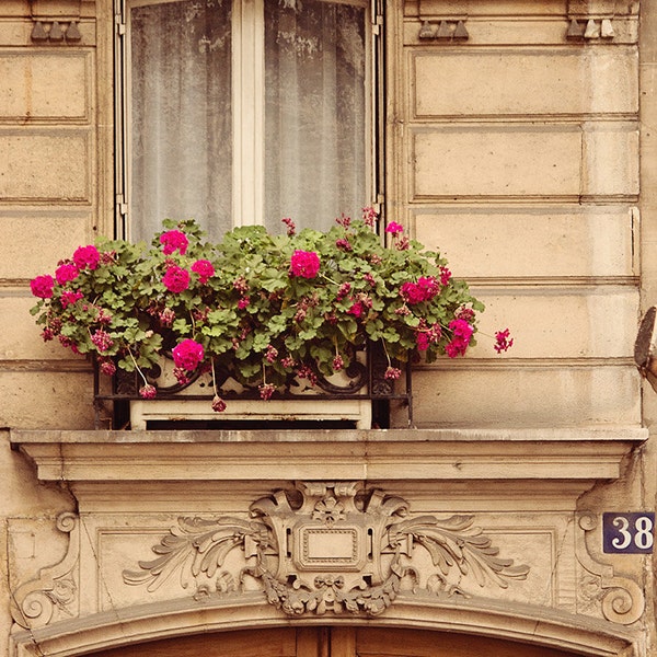 Paris Photography, St Germain Brown Door, Window Box, Pink Flowers, Nature, Paris Neutral Decor, Paris Art