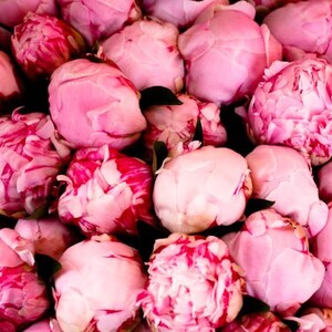 Paris Photography, Fragrant Pink Peonies, French Market in Southern France, Pink Wall Art, French Print, Peony in France, Paris Pink Art image 2