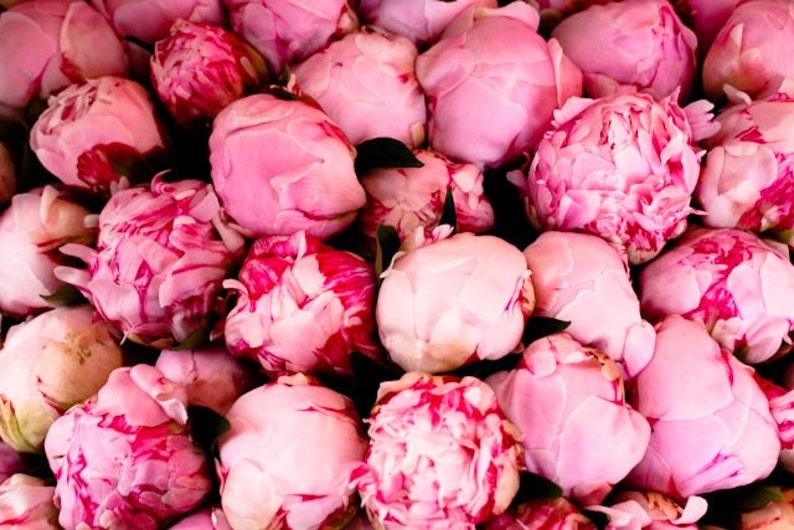 Paris Photography, Fragrant Pink Peonies, French Market in Southern France, Pink Wall Art, French Print, Peony in France, Paris Pink Art image 2