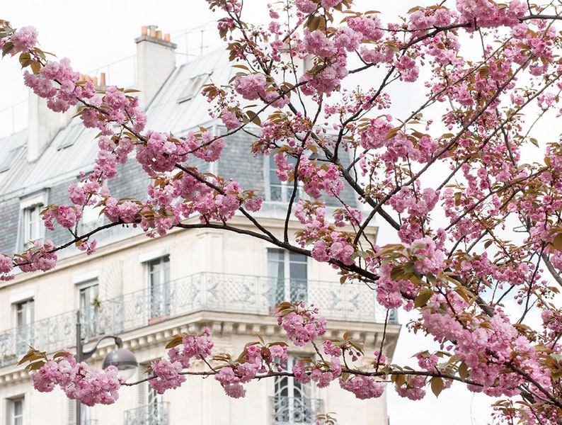 Paris Photography, Parisian Apartment in the Spring, Cherry Blossom Season, Pretty in Pink, Paris in the Springtime Photo, Paris Home Decor image 1