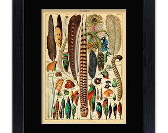 May include: A vintage illustration of various bird feathers, including peacock, pheasant, and other exotic species. The image is labeled "PLUMES" and features a variety of colors and patterns.