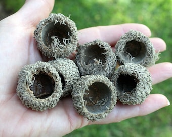 Acorn Caps, Medium and Giant Size Acorns, Burr Oaks Acorns, Acorns For Craft