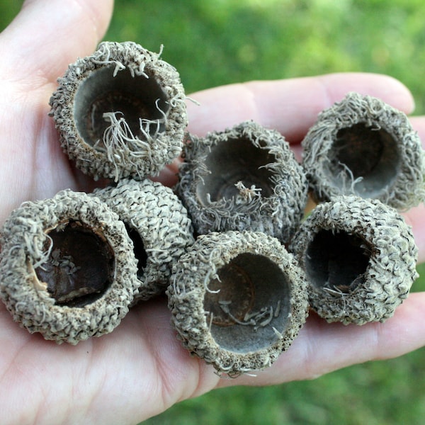 Acorn Caps, Medium and Giant Size Acorns, Burr Oaks Acorns, Acorns For Craft