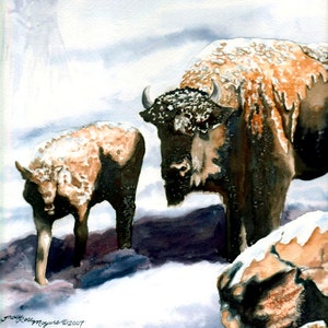 Buffalo art print, buffalo print wall art, buffalo watercolor, buffalo wall art, bison print, wildlife prints, giclee print watercolor