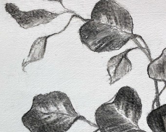 Art original botanical eucalyptus charcoal drawing