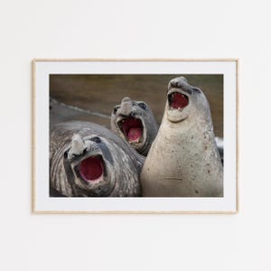 Walrus Poster, Mors, Walrus Wall Art, Bedroom Decor, Home Gift, Office Decor, Birthday Gift, Animal Print, Bathroom Decor, Photo Wall Art