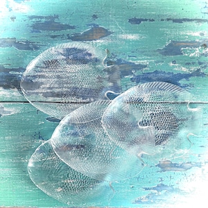 glass fish plates - Acroroc France - poisson seafood salad set of 4