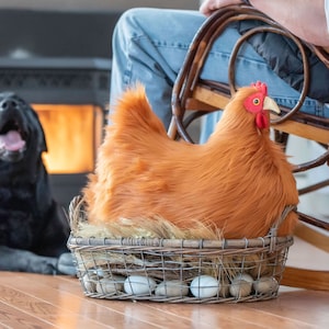 Your Very Own House Chicken