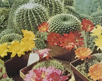 Mixed Varieties Cactus seeds set of 50