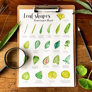 Leaf Shapes Scavenger Hunt, Printable Nature Activity for Kids, Outdoor Nature Walk Treasure Hunt, Science Study, Botany, Simple Leaf Shapes