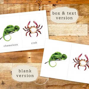 May include: Two flash cards with images of a chameleon and a crab. The cards have the words "chameleon" and "crab" printed below the images.