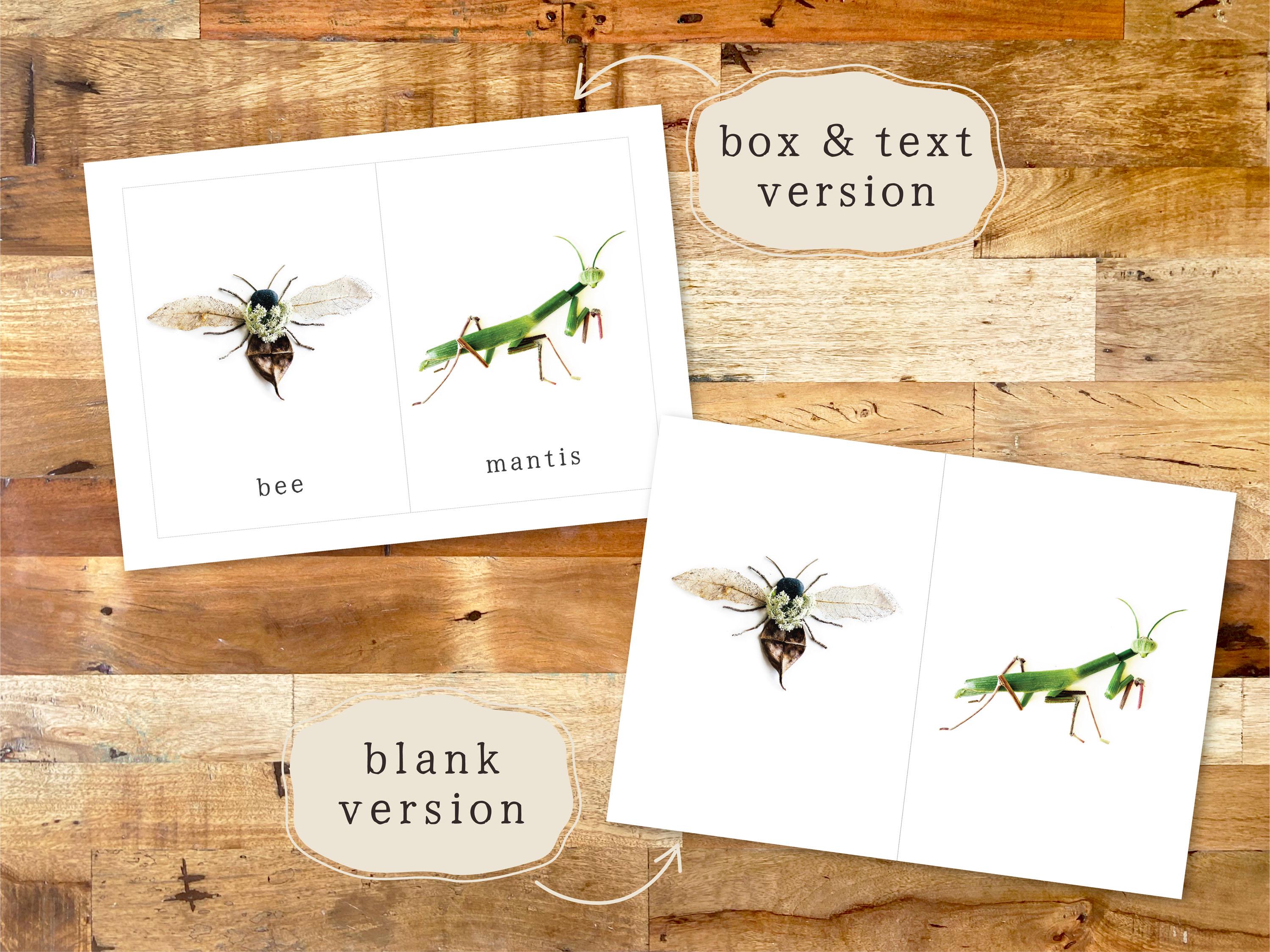 Provocation Card Example Minibeast Nature Loose Parts Play Provocation Cards | Insects Printable ...