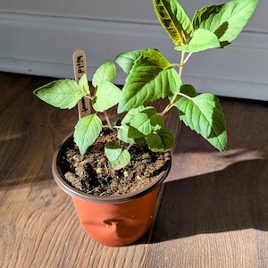 May include: A small potted plant with vibrant green leaves and a wooden label that reads "Wild Bee Balm". The plant is in a brown plastic pot, set on a wooden surface. The leaves have a textured appearance, and the plant is illuminated by sunlight.
