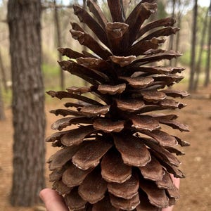 Real Pinecones | Woodland Floral Arrangements, Wreaths, & Bowl Filler | Long Leaf Pine Trees for DIY Natural Eco-Friendly Crafts