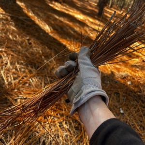 May include: A hand wearing a gray work glove holds a bundle of dried brown pine needles.