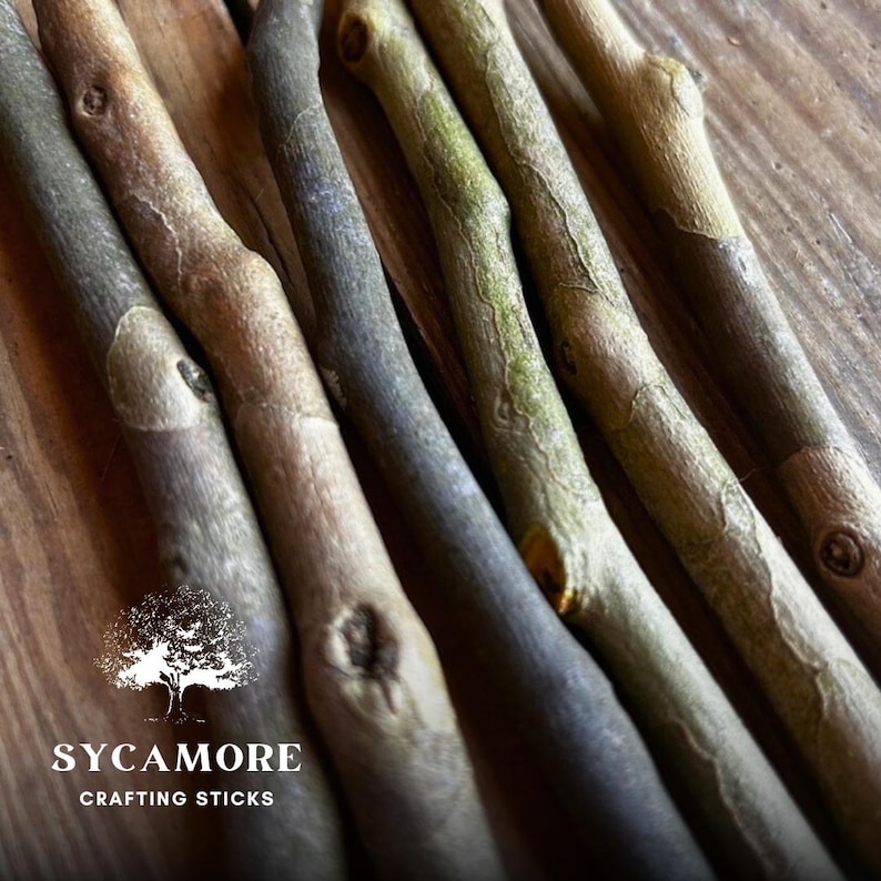 Sycamore Short 6 Inch Crafting Sticks Bundle of 12 | Natural Wood Twigs for DIY, Decor, Sacred Ritual Use Eco-friendly Organic Sustainable