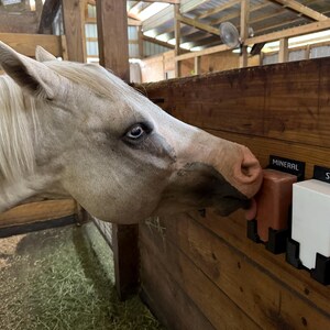 May include: A pale horse with blue eyes approaches a mineral and salt dispenser. The dispenser is mounted on a wooden wall inside a stable. The dispenser has two compartments, one labelled "MINERAL" and the other "SALT".